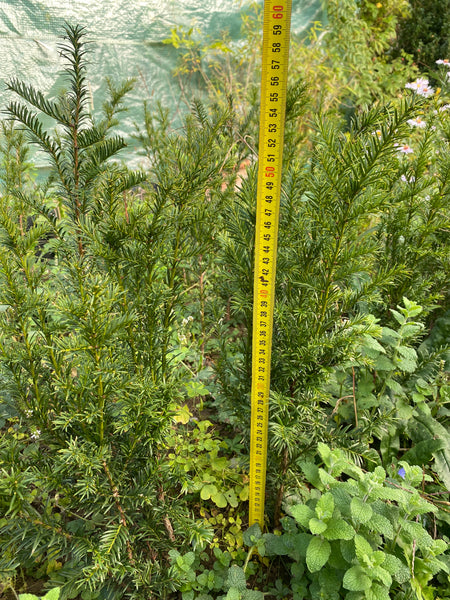 Taxus baccata, organically grown, evergreen yew from TOMs FLOWer CLUB for curated outdoor spaces