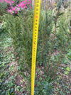 Taxus baccata, organically grown, evergreen yew from TOMs FLOWer CLUB for curated outdoor spaces