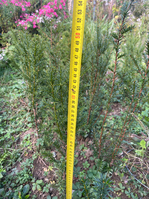 Taxus baccata, organically grown, evergreen yew from TOMs FLOWer CLUB for curated outdoor spaces