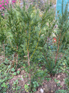 Taxus baccata, organically grown, evergreen yew from TOMs FLOWer CLUB for curated outdoor spaces