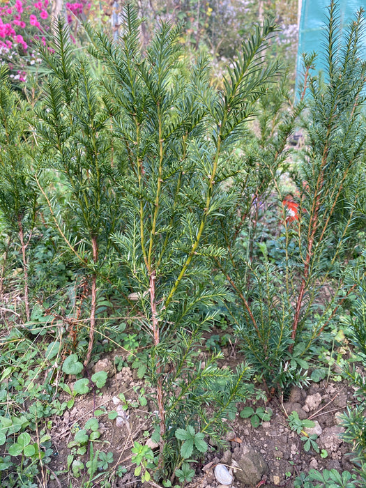 Taxus baccata, organically grown, evergreen yew from TOMs FLOWer CLUB for curated outdoor spaces