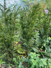 Taxus baccata, organically grown, evergreen yew from TOMs FLOWer CLUB for curated outdoor spaces