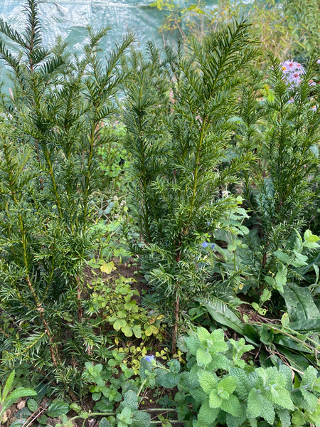 Taxus baccata, organically grown, evergreen yew from TOMs FLOWer CLUB for curated outdoor spaces