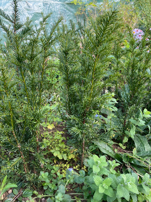 Taxus baccata, organically grown, evergreen yew from TOMs FLOWer CLUB for curated outdoor spaces