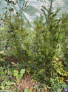 Taxus baccata, organically grown, evergreen yew from TOMs FLOWer CLUB for curated outdoor spaces