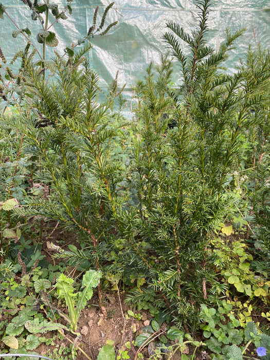Taxus baccata, organically grown, evergreen yew from TOMs FLOWer CLUB for curated outdoor spaces