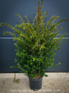 Taxus baccata English yew evergreen plant 70–80 cm tall organically grown in Switzerland, for sale at TOMs FLOWer CLUB.