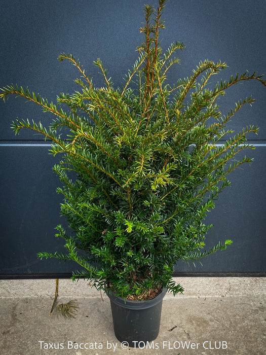 Taxus baccata English yew evergreen plant 70–80 cm tall organically grown in Switzerland, for sale at TOMs FLOWer CLUB.