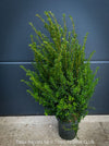 Organically cultivated Taxus baccata English yew in Zurich with dense green foliage at TOMs FLOWer CLUB for sale
