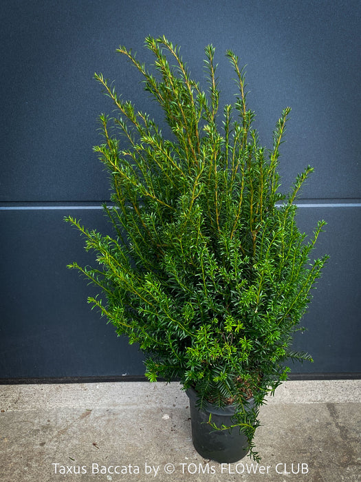 Organically cultivated Taxus baccata English yew in Zurich with dense green foliage at TOMs FLOWer CLUB for sale