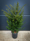 Architectural Taxus baccata English yew suitable for structured European gardens