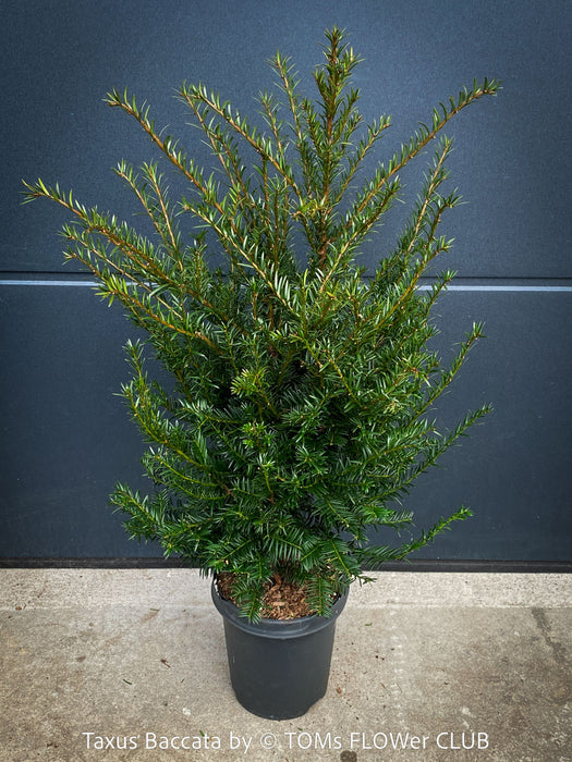 Architectural Taxus baccata English yew suitable for structured European gardens