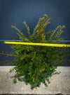 Slow-growing Taxus baccata evergreen yew plant ideal for containers and formal gardens. 