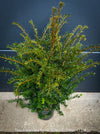 Fully hardy English yew Taxus baccata with compact growth habit and refined structure, for sale at TOMs FLOWer CLUB in Adliswil.