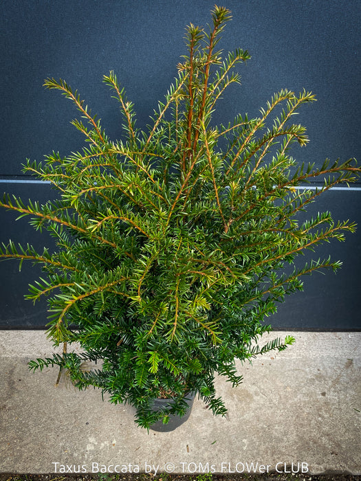 Fully hardy English yew Taxus baccata with compact growth habit and refined structure, for sale at TOMs FLOWer CLUB in Adliswil.