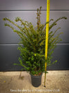 Swiss-grown Taxus baccata evergreen yew for long-term garden architecture for sale at TOMs FLOWer CLUB