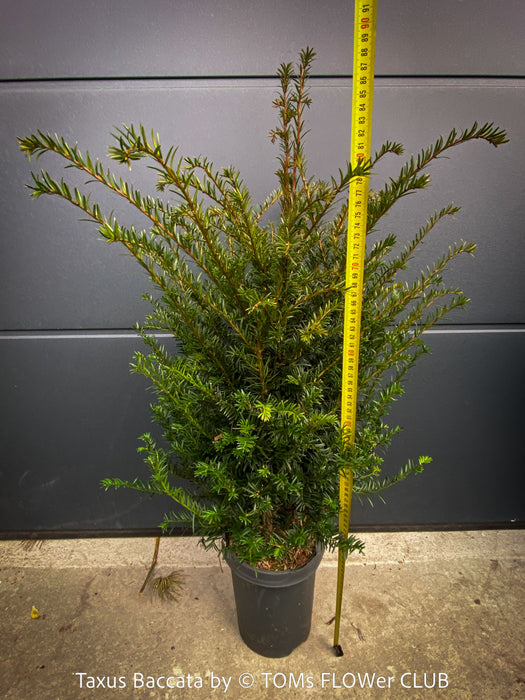 Swiss-grown Taxus baccata evergreen yew for long-term garden architecture for sale at TOMs FLOWer CLUB
