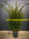 Taxus baccata English yew plant organically grown at TOMs FLOWer CLUB without over-fertilisation