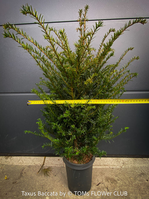 Taxus baccata English yew plant organically grown at TOMs FLOWer CLUB without over-fertilisation