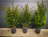 Premium Taxus baccata evergreen yew from TOMs FLOWer CLUB for curated outdoor spaces