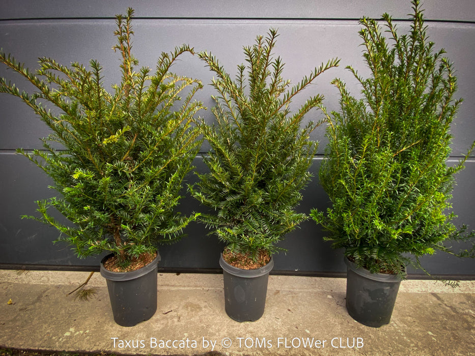 Premium Taxus baccata evergreen yew from TOMs FLOWer CLUB for curated outdoor spaces