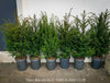 Premium Taxus baccata evergreen yew from TOMs FLOWer CLUB for curated outdoor spaces