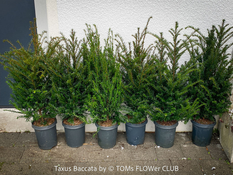 Premium Taxus baccata evergreen yew from TOMs FLOWer CLUB for curated outdoor spaces