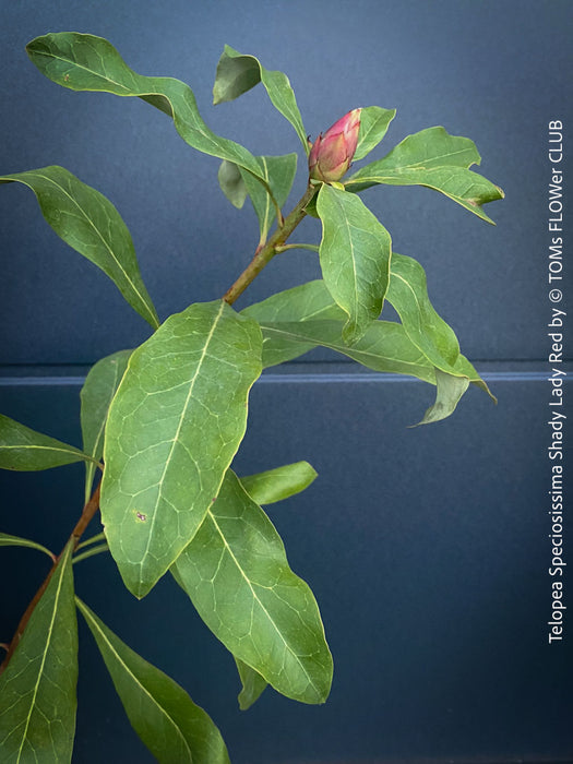 Telopea Speciosissima Shady Lady Red