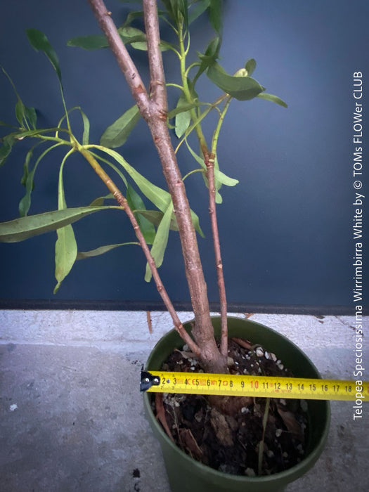 Telopea Speciosissima Wirrimbirra White, Protea, South African endemic plants, organically grown garden, plants for sale by TOMs FLOWer CLUB.