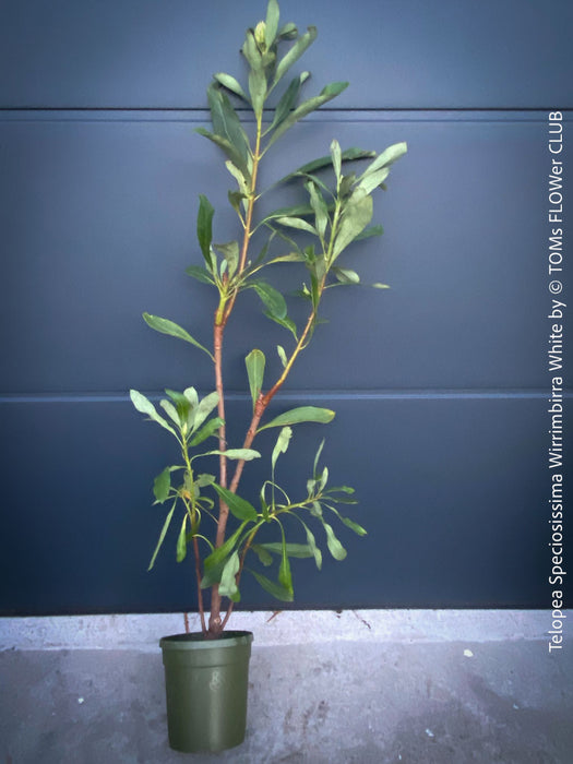 Telopea Speciosissima Wirrimbirra White, Protea, South African endemic plants, organically grown garden, plants for sale by TOMs FLOWer CLUB.