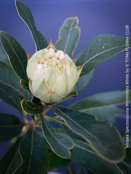 Telopea Speciosissima Wirrimbirra White, Protea, South African endemic plants, organically grown garden, plants for sale by TOMs FLOWer CLUB.