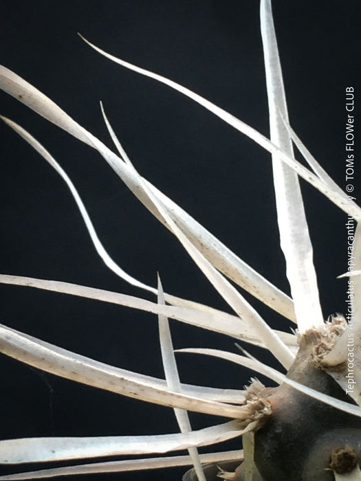 Tephrocactus Articulatus Papyracanthus, organically grown succulent plants and cactus for sale at TOMs FLOWer CLUB.