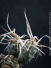 Tephrocactus Articulatus Papyracanthus, organically grown succulent plants and cactus for sale at TOMs FLOWer CLUB.