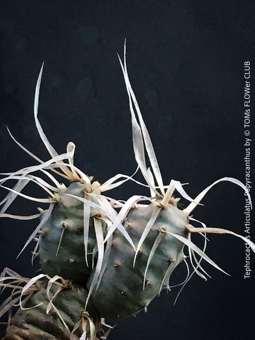 Tephrocactus Articulatus Papyracanthus, organically grown succulent plants and cactus for sale at TOMs FLOWer CLUB.