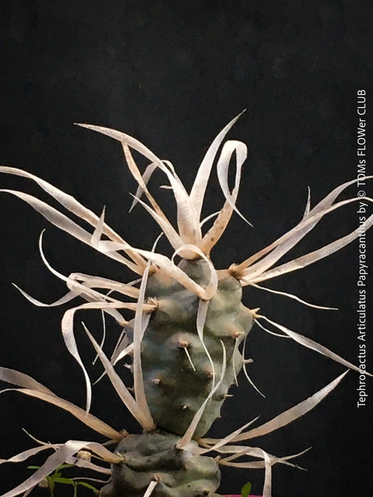 Tephrocactus Articulatus Papyracanthus, organically grown succulent plants and cactus for sale at TOMs FLOWer CLUB.