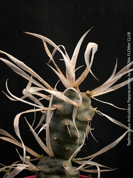 Tephrocactus Articulatus Papyracanthus, organically grown succulent plants and cactus for sale at TOMs FLOWer CLUB.