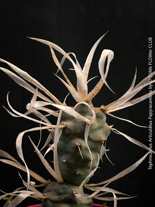 Tephrocactus Articulatus Papyracanthus, organically grown succulent plants and cactus for sale at TOMs FLOWer CLUB.