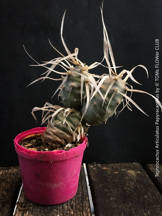 Tephrocactus Articulatus Papyracanthus, organically grown succulent plants and cactus for sale at TOMs FLOWer CLUB.