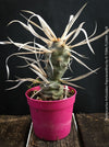 Tephrocactus Articulatus Papyracanthus, organically grown succulent plants and cactus for sale at TOMs FLOWer CLUB.