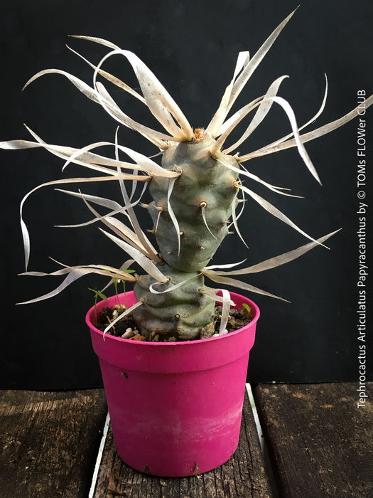 Tephrocactus Articulatus Papyracanthus, organically grown succulent plants and cactus for sale at TOMs FLOWer CLUB.