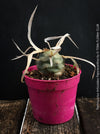 Tephrocactus Articulatus Papyracanthus, organically grown succulent plants and cactus for sale at TOMs FLOWer CLUB.