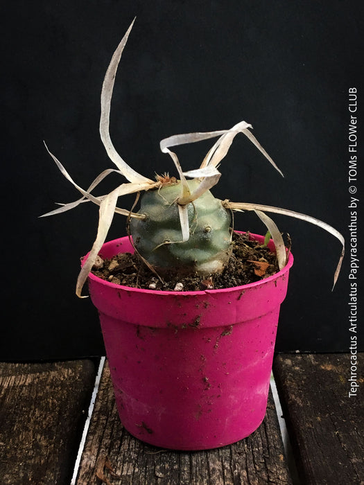 Tephrocactus Articulatus Papyracanthus, organically grown succulent plants and cactus for sale at TOMs FLOWer CLUB.