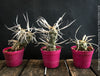 Tephrocactus Articulatus Papyracanthus, organically grown succulent plants and cactus for sale at TOMs FLOWer CLUB.