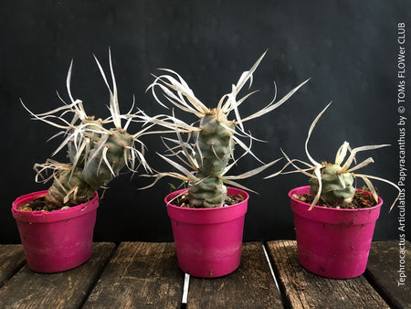 Tephrocactus Articulatus Papyracanthus, organically grown succulent plants and cactus for sale at TOMs FLOWer CLUB.