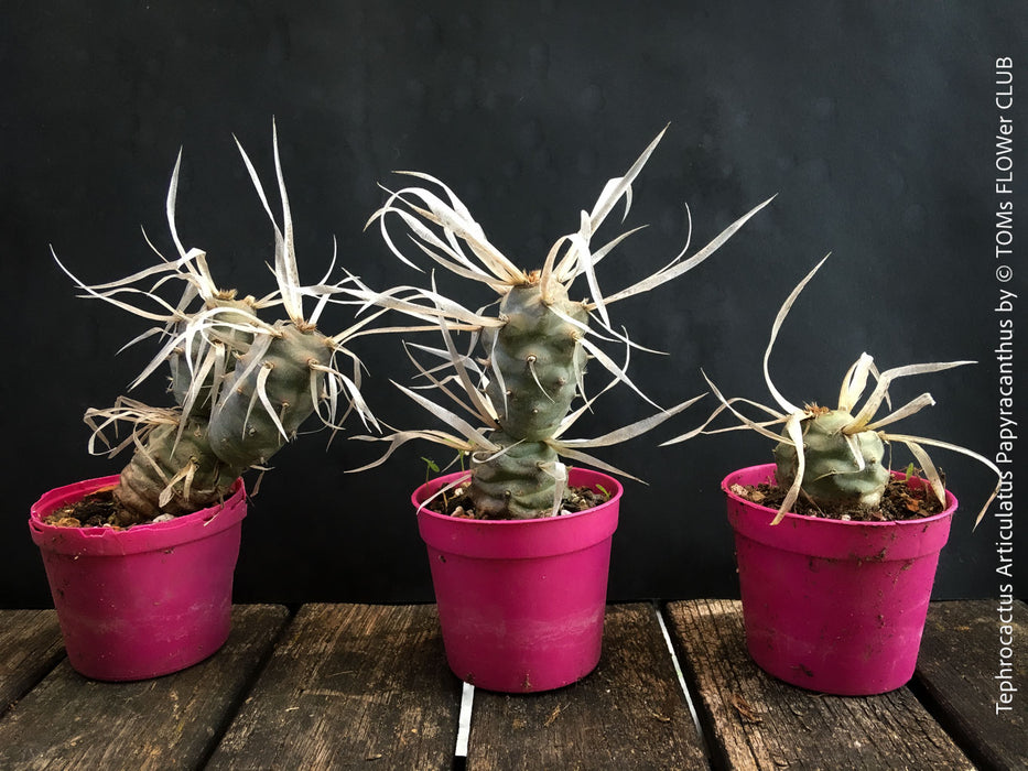 Tephrocactus Articulatus Papyracanthus, organically grown succulent plants and cactus for sale at TOMs FLOWer CLUB.