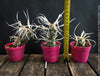 Tephrocactus Articulatus Papyracanthus, organically grown succulent plants and cactus for sale at TOMs FLOWer CLUB.