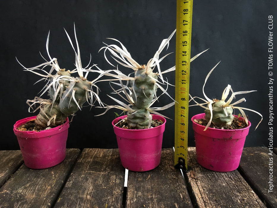 Tephrocactus Articulatus Papyracanthus, organically grown succulent plants and cactus for sale at TOMs FLOWer CLUB.