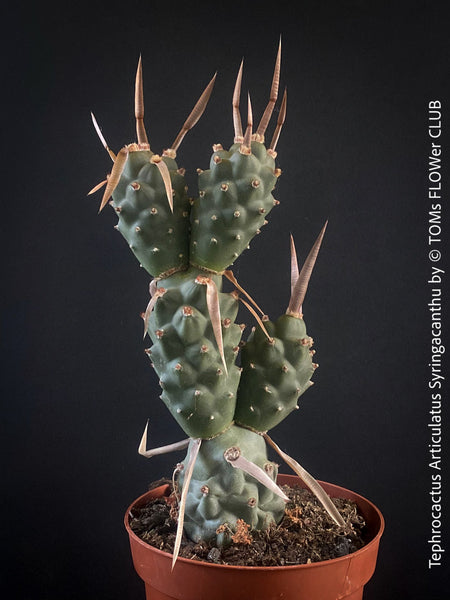 Tephrocactus Articulatus Syringacanthu, organically grown succulent plants for sale at TOMs FLOWer CLUB.