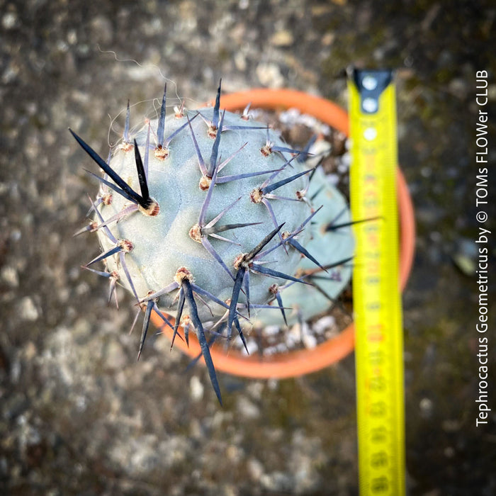 Tephrocactus Geometricus, organically grown succulent plants and cactus for sale at TOMs FLOWer CLUB.