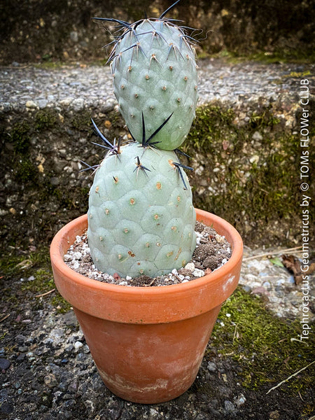 Tephrocactus Geometricus, organically grown succulent plants and cactus for sale at TOMs FLOWer CLUB.